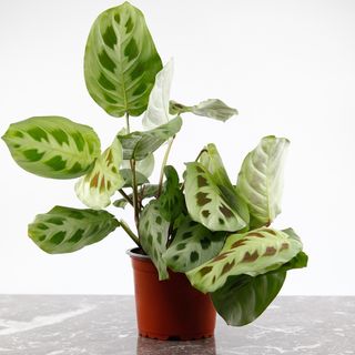 Maranta leuconeura ‘Kerchoveana' 12 cm