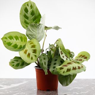 Maranta leuconeura ‘Kerchoveana' 12 cm