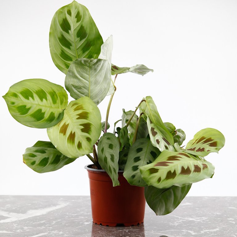 Maranta leuconeura ‘Kerchoveana' 12 cm