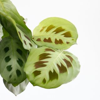 Maranta leuconeura ‘Kerchoveana' 12 cm