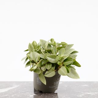 Peperomia caperata 'Pixie Lime'