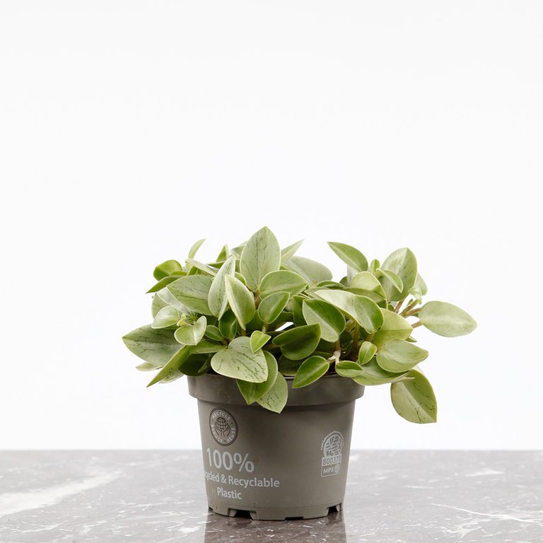Peperomia caperata 'Pixie Lime' 12 cm