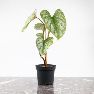 Philodendron mamei 12cm