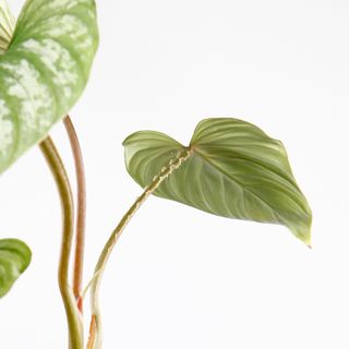 Philodendron mamei 12cm