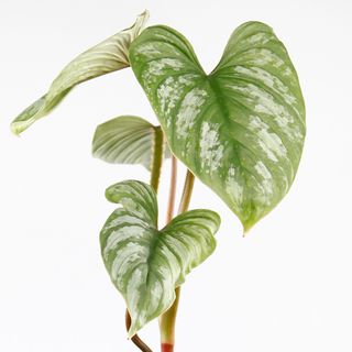 Philodendron mamei 12cm