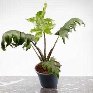 Alocasia 'Pink Passion'