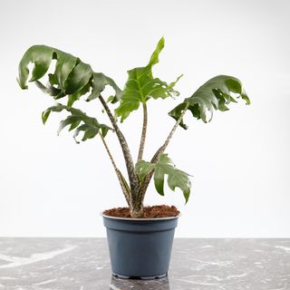 Alocasia 'Pink Passion'