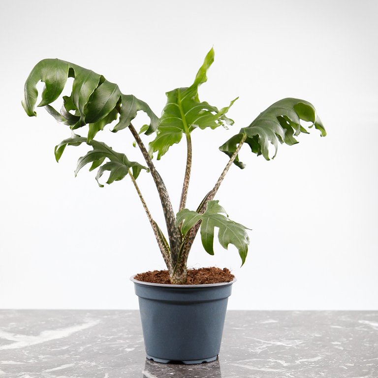 Alocasia 'Pink Passion' 12 cm
