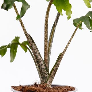 Alocasia 'Pink Passion'