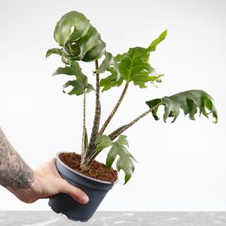 Alocasia 'Pink Passion'