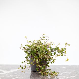 Muehlenbeckia 'Pink Camouflage'