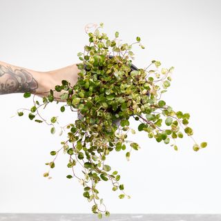 Muehlenbeckia 'Pink Camouflage'