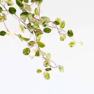 Muehlenbeckia 'Pink Camouflage'