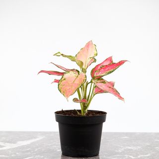 Aglaonema 'Red Zircon' 12cm