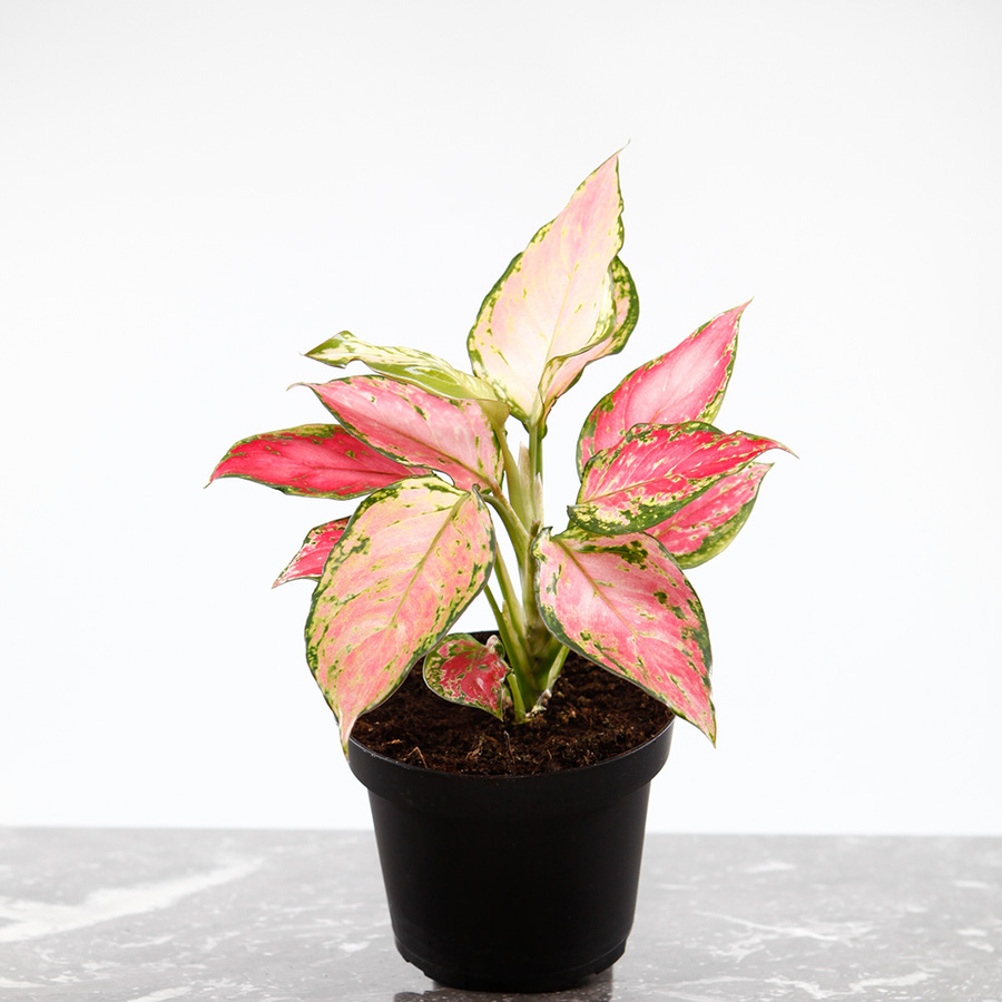 Aglaonema Red Zircon med rosa, gröna och ljusa blad