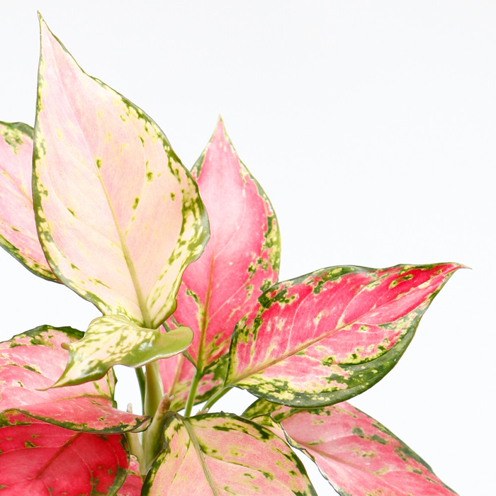 Närbild på Aglaonema Red Zircon med rosa blad