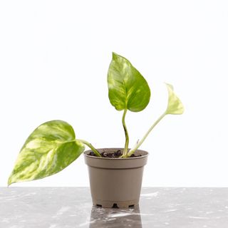 Epipremnum 'Hicolor' egenodlad