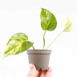 Epipremnum 'Hicolor' egenodlad