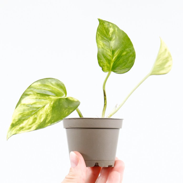 Epipremnum 'Hicolor' egenodlad