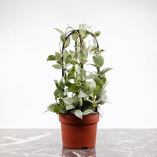 Hoya 'Eskimo' på båge