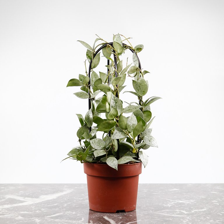 Hoya 'Eskimo' 12 cm på båge