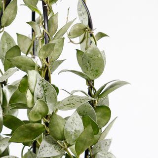 Hoya 'Eskimo' på båge