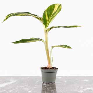 Alpinia zerumbet 'Variegata'