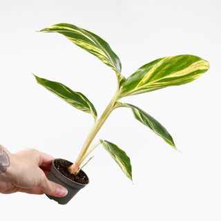 Alpinia zerumbet 'Variegata'