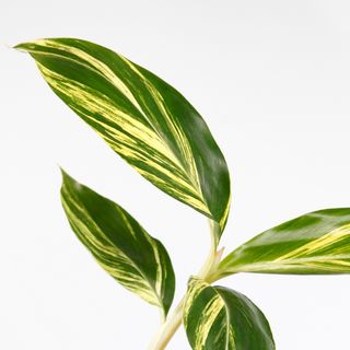 Alpinia zerumbet 'Variegata'