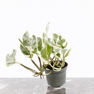 Epipremnum 'White Panther'