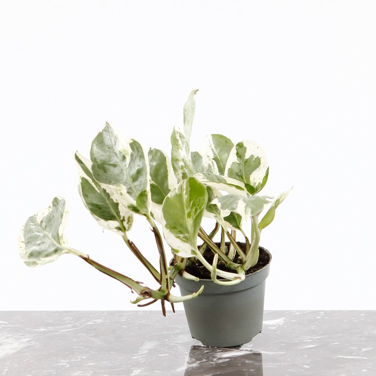 Epipremnum 'White Panther' 6 cm