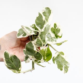 Epipremnum 'White Panther'