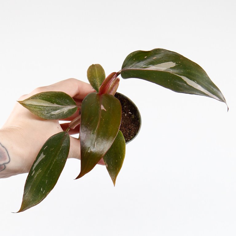 Philodendron 'Pink Princess' 6 cm