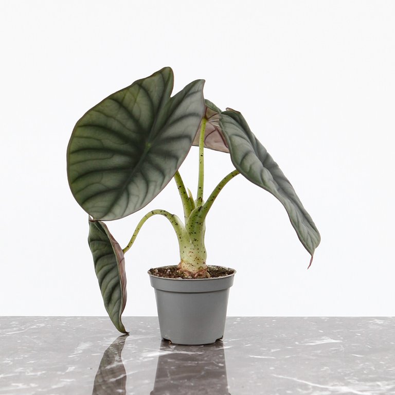 Alocasia Nebula 6 cm
