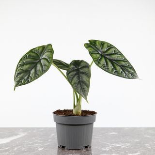 Alocasia 'Dragon Scale' 11 cm