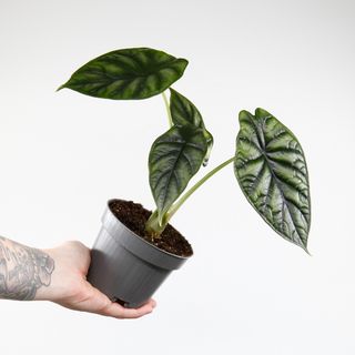 Alocasia 'Dragon Scale' 11 cm