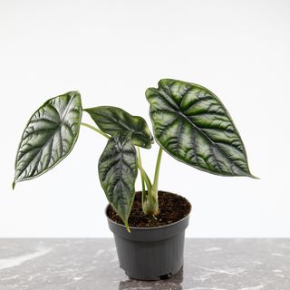 Alocasia 'Dragon Scale' 11 cm