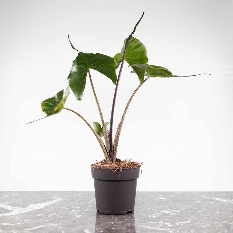 Alocasia 'Stingray' 11 cm