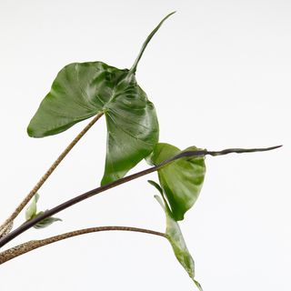 Alocasia 'Stingray'