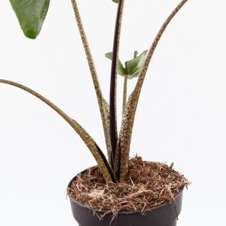 Alocasia 'Stingray'