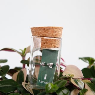 Anthurium Clarinervium örhängen