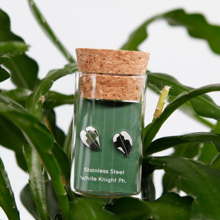 Örhängen Philodendron White Knight blad