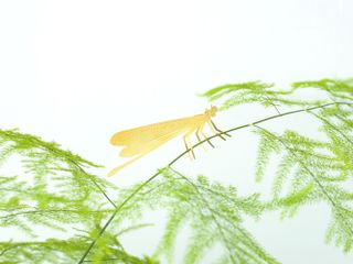 Växtdjur Trollslända