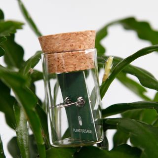 Monstera Adansonii örhängen