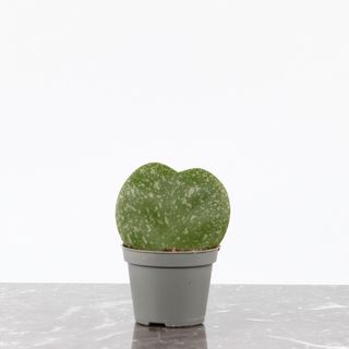 Hoya kerrii 'Splash'