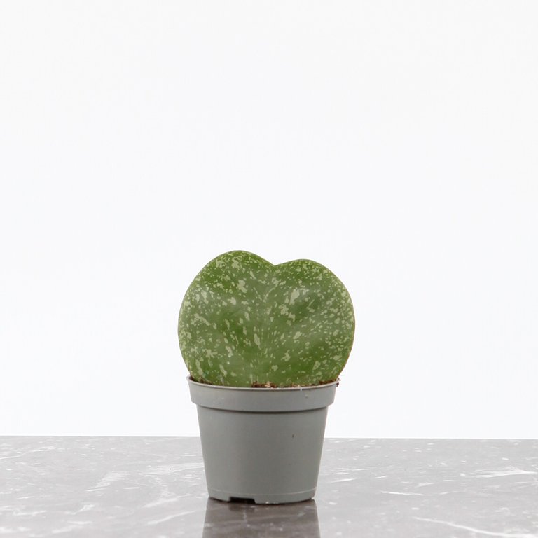 Hoya kerrii 'Splash' 6 cm KAMPANJ