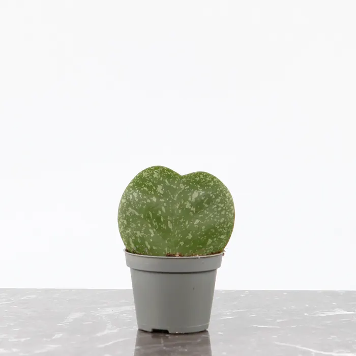 Hoya kerrii Splash med silvrigt tecknade hj&auml;rtformade blad