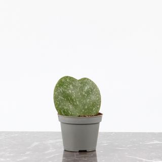 Hoya kerrii 'Splash'