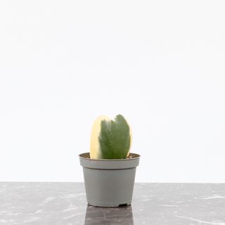 Hoya kerrii 'Variegata'