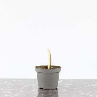 Hoya kerrii 'Variegata'